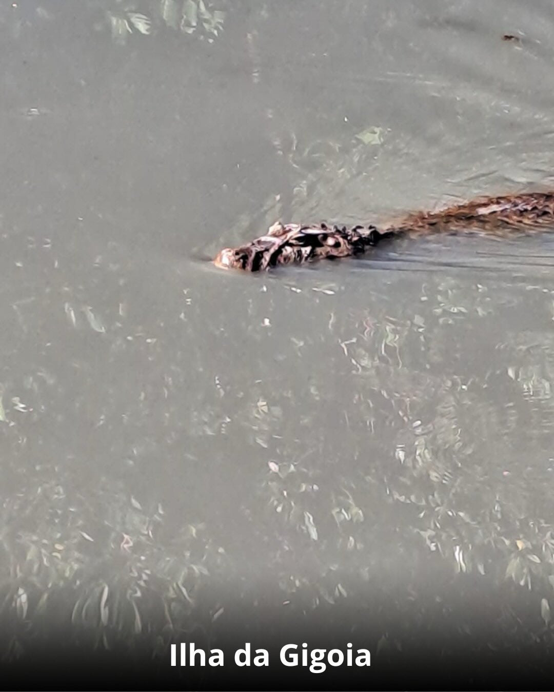 Ilha da Gióia + Museu do Amanhã - 01 de Março