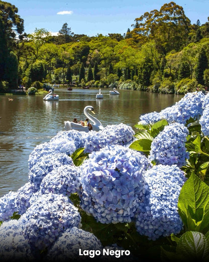 Luzes de Natal em Gramado Com Epopeia Italiana - 10 a 15 Dezembro 2025