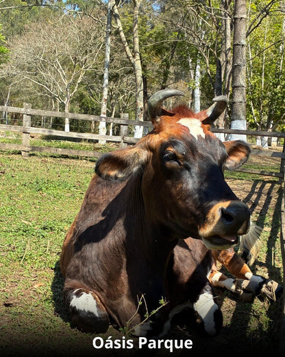 Réveillon na Cidade das Águas - 28 Dezembro a 02 Janeiro
