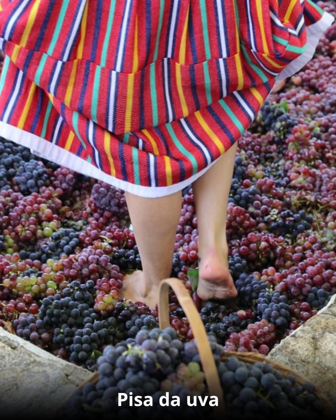 Vindima & Pisa da Uva + Castelo + Itu e Salto - 22 a 25 de Janeiro 2026