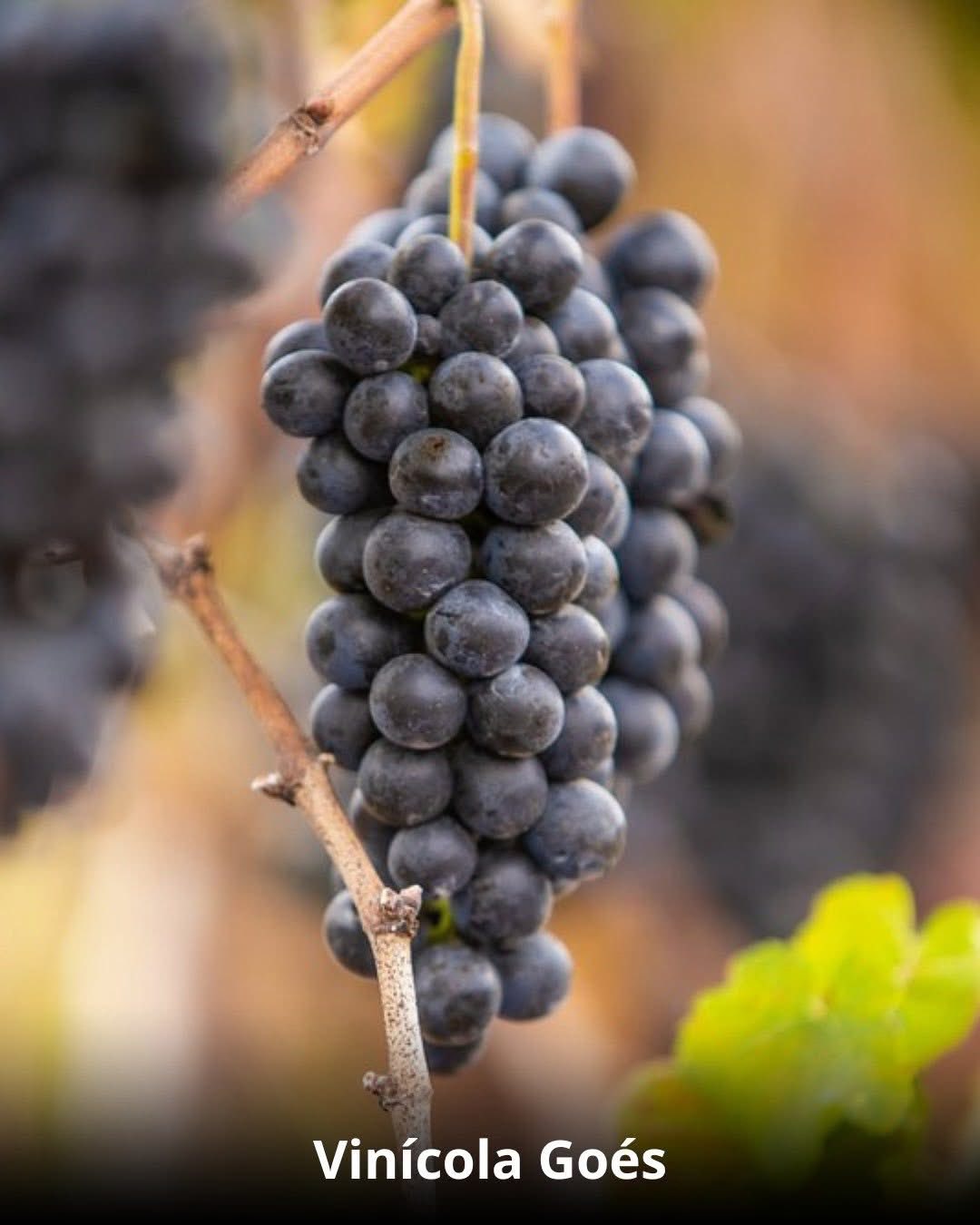 Vindima & Pisa da Uva + Castelo + Itu e Salto - 22 a 25 de Janeiro 2026