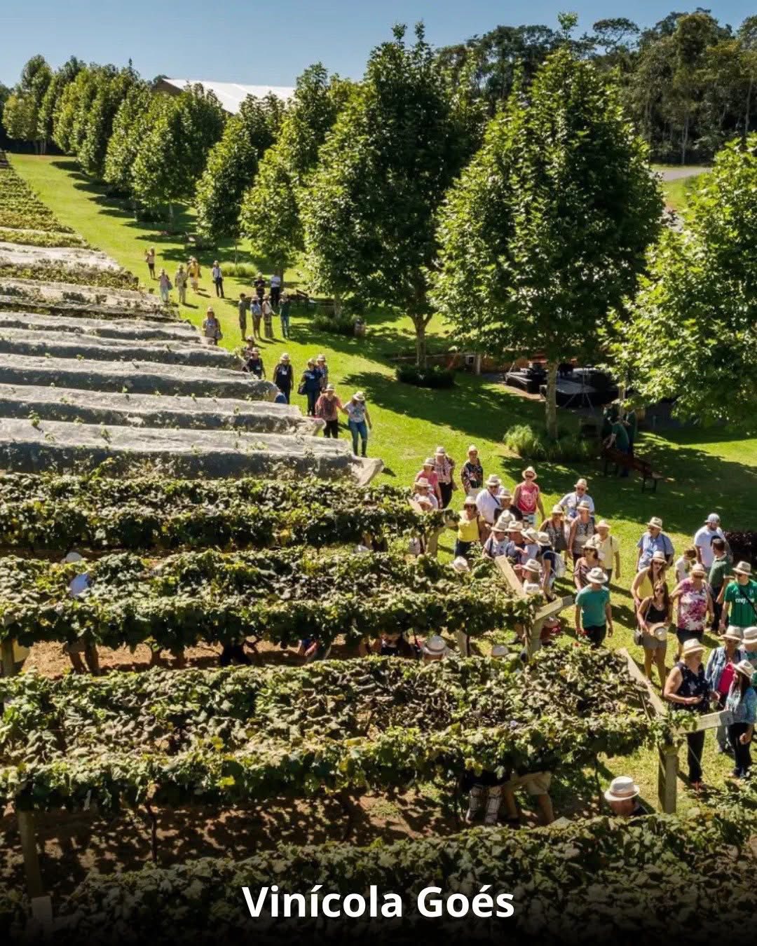 Vindima & Pisa da Uva + Castelo + Itu e Salto - 22 a 25 de Janeiro 2026