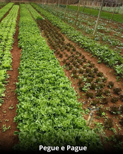 Feriado em Teresópolis na parte Rural - 20 de Janeiro 2026