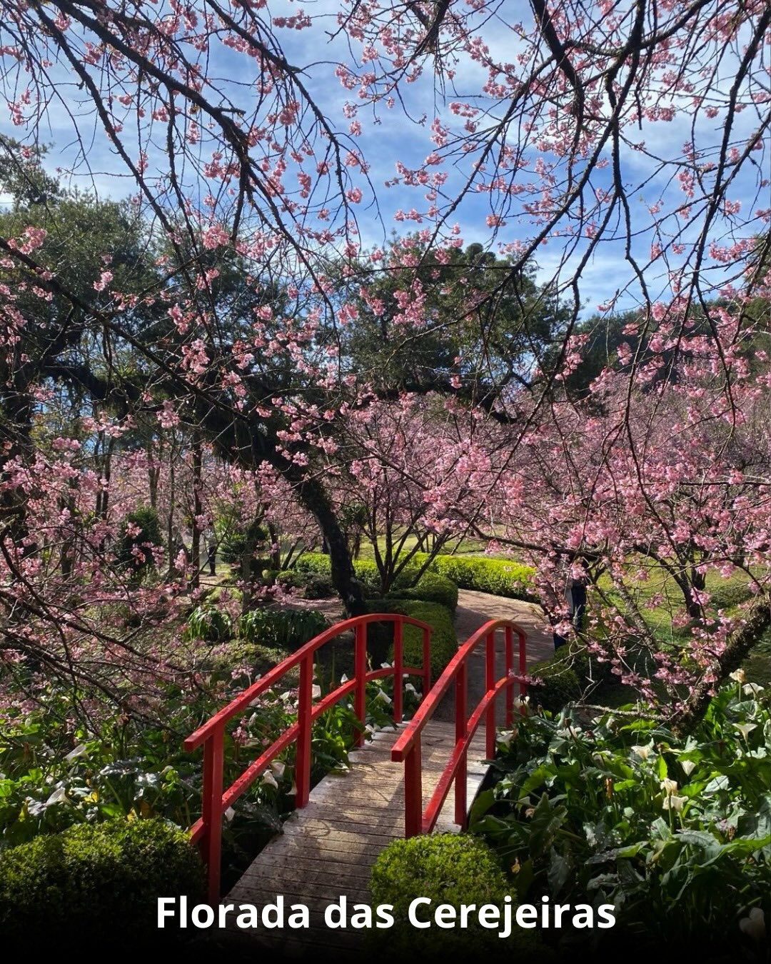 Campos do Jordão & Florada das Cerejeiras - 14 a 16 de Agosto 2026
