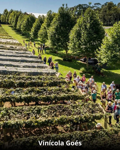 Vindima & Pisa da Uva + Castelo + Itu e Salto - 22 a 25 de Janeiro 2026