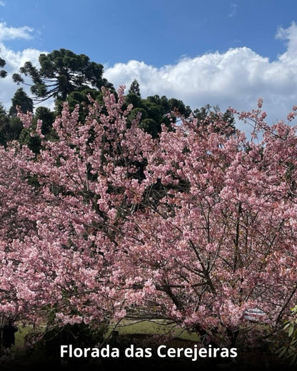 Campos do Jordão & Florada das Cerejeiras - 14 a 16 de Agosto 2026