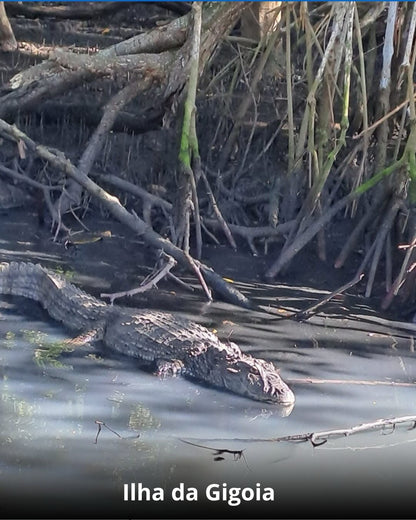 Ilha da Gióia + Museu do Amanhã - 01 de Março