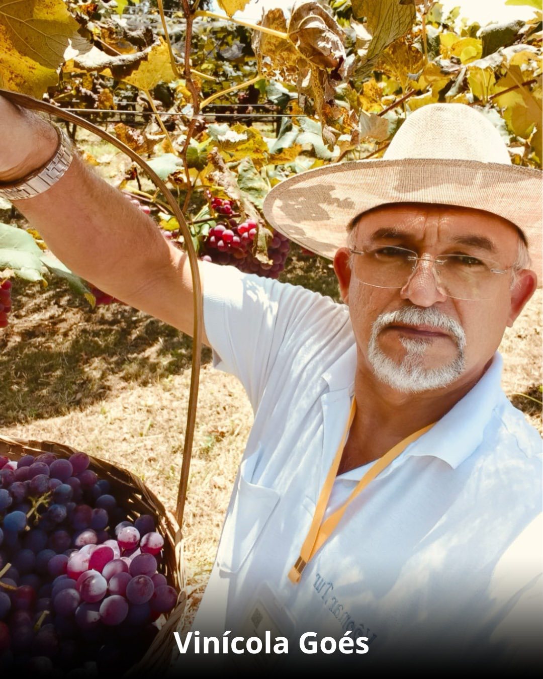 Vindima & Pisa da Uva + Castelo + Itu e Salto - 22 a 25 de Janeiro 2026