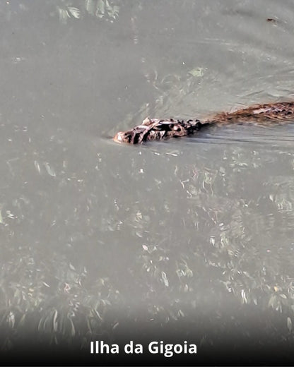 Ilha da Gióia + Museu do Amanhã - 01 de Março